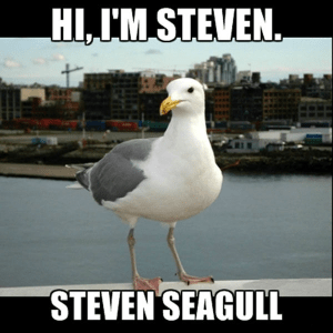 seagull