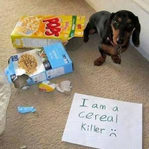 dog cereal killer